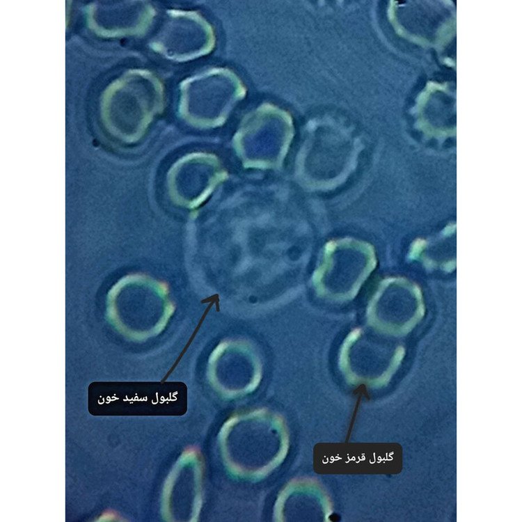 میکروسکوپ مدل دوچشمی آزمایشگاهی 1000X
