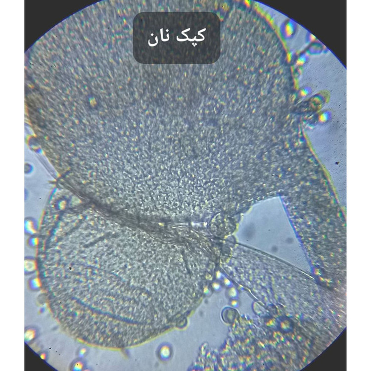 میکروسکوپ مدل دوچشمی آزمایشگاهی 1000X