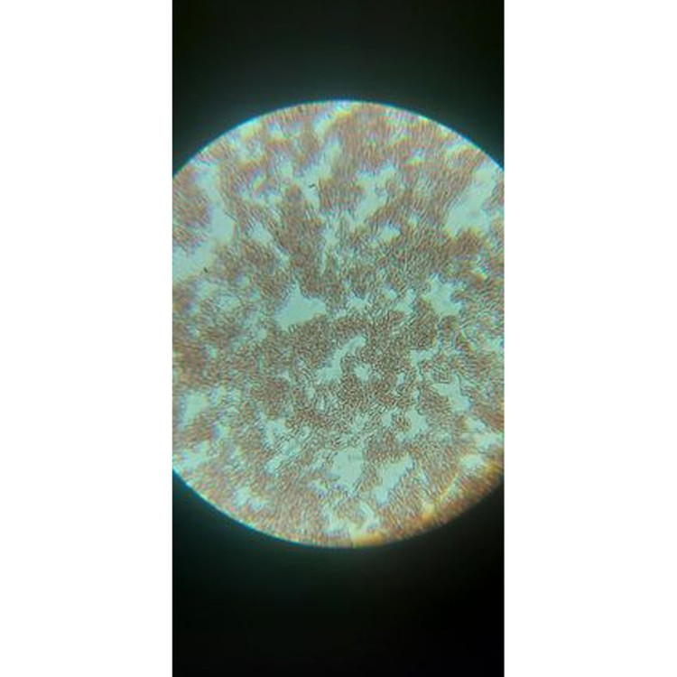 میکروسکوپ کامار مدل آنالوگ دیجیتال زیستی 1280X