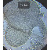 میکروسکوپ مدل بیولوژیک کد 2000X NEW
